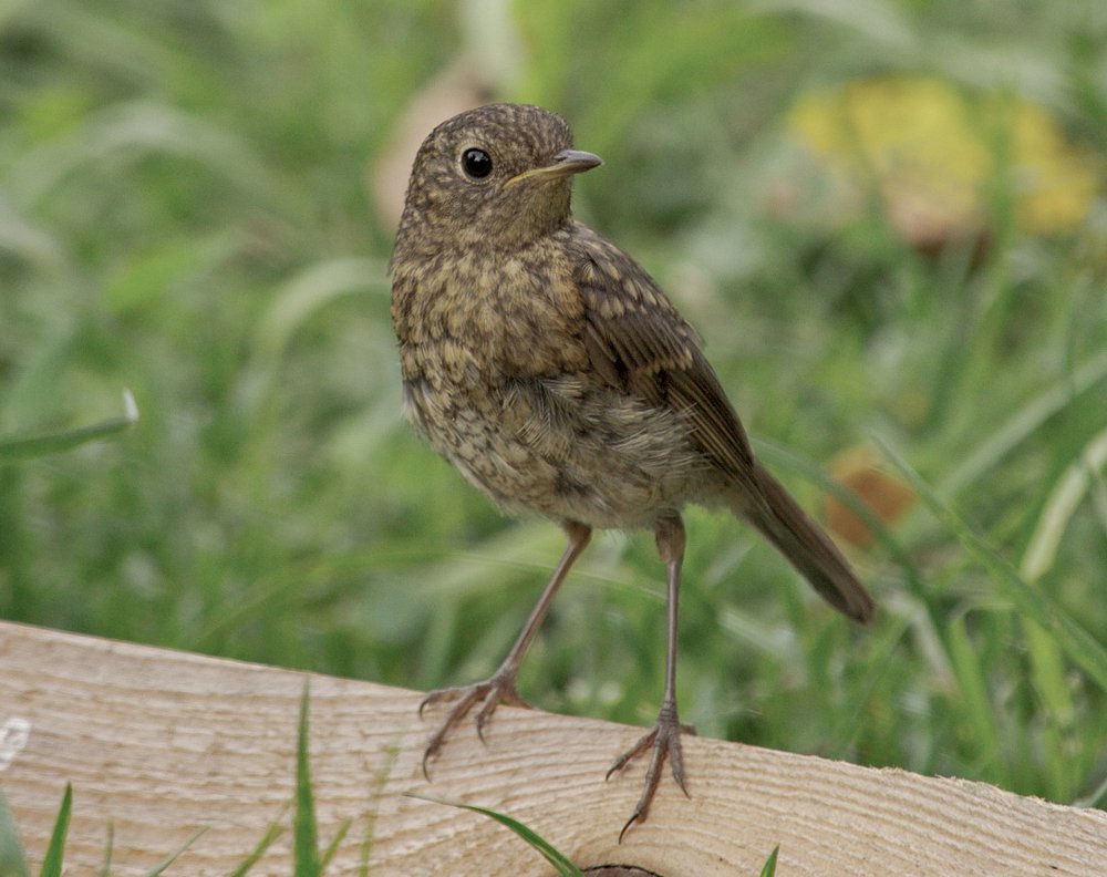 Photograph by Григорий Пронев