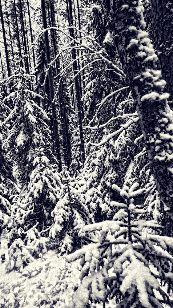 Зимняя сказка