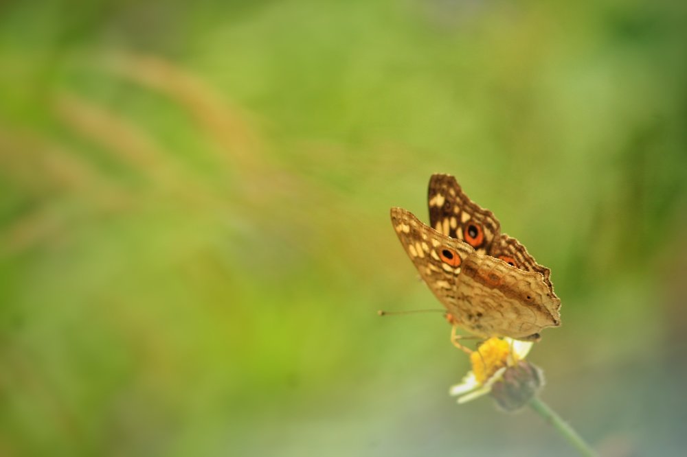 macro