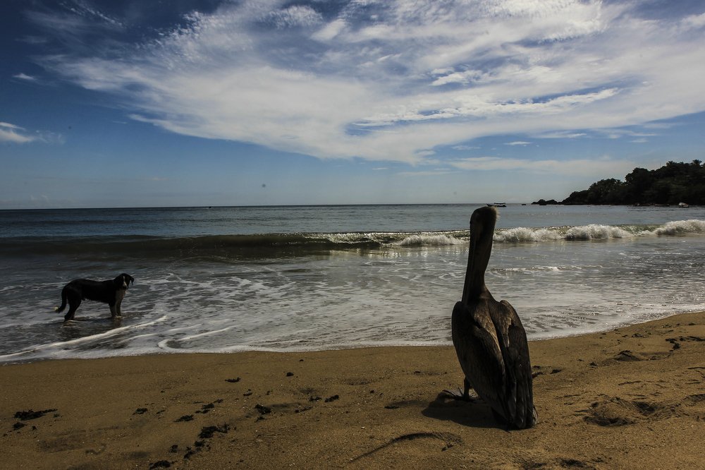 Friends a pelican and a dog