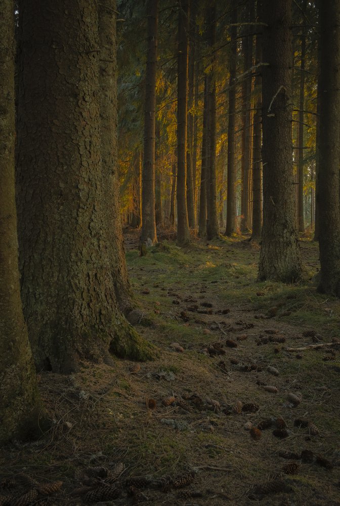 Photograph by Alexandru Pavel