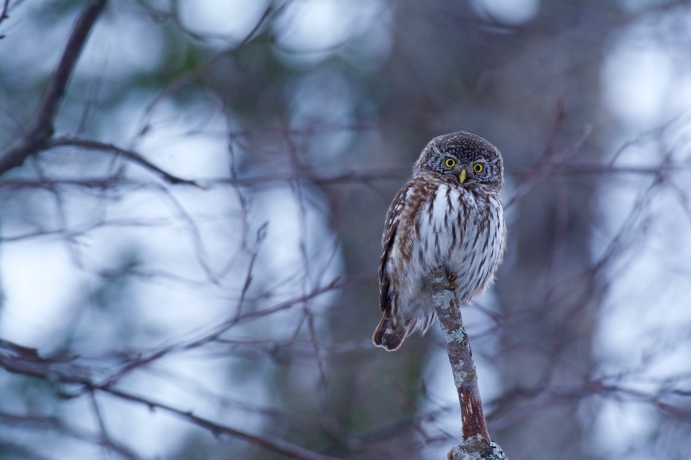 Мал, да удал.