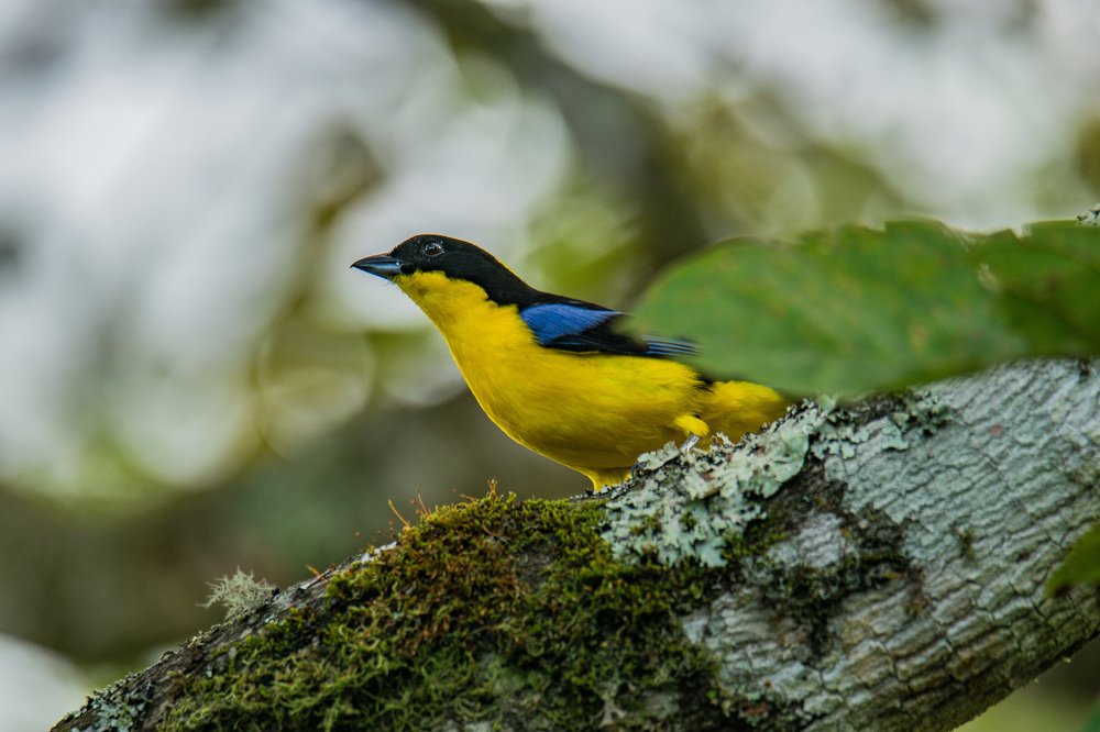 Photograph by Miguel Antonio Sevilla Flor