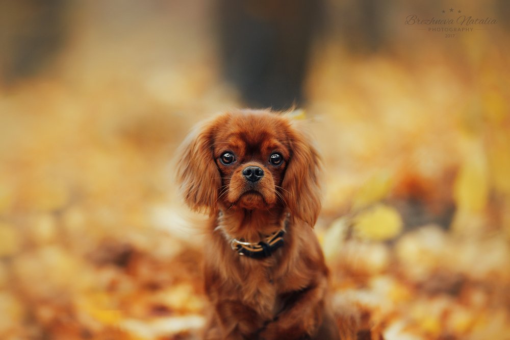 Photograph by Наталья Брежнева