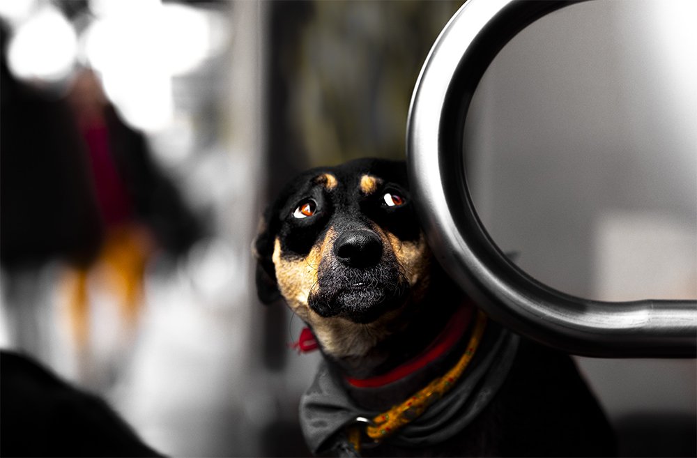 DOGS AGAINST PYROTECHNICS