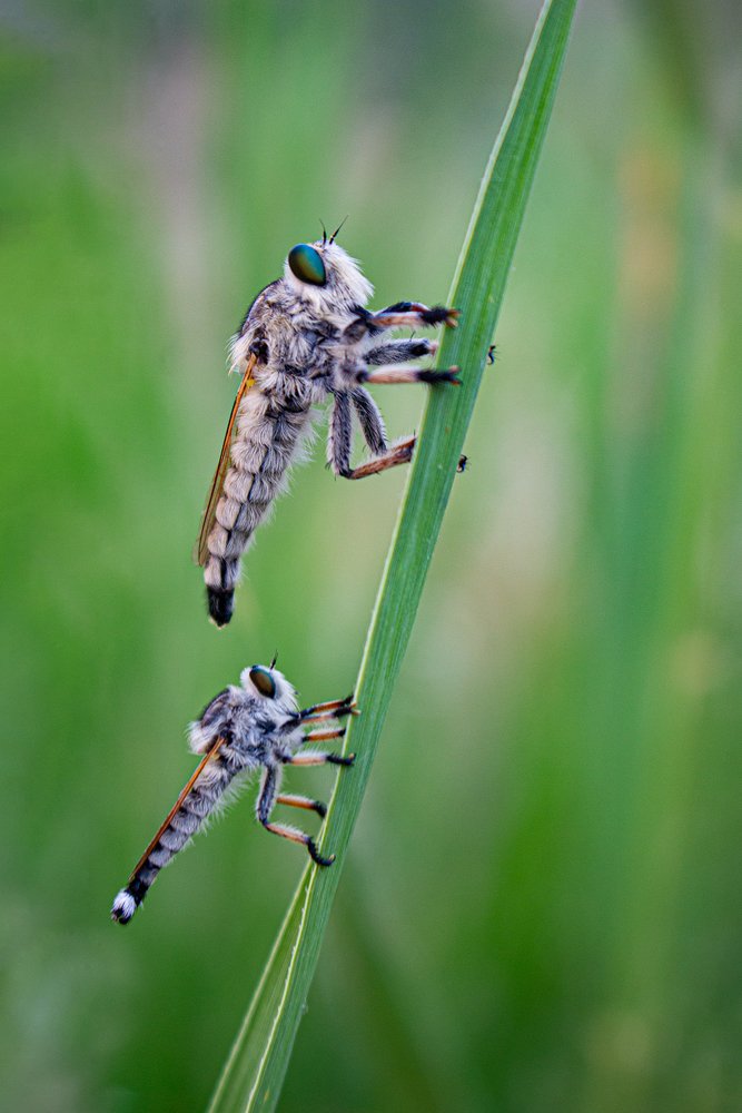 Photograph by Iman Alikhani