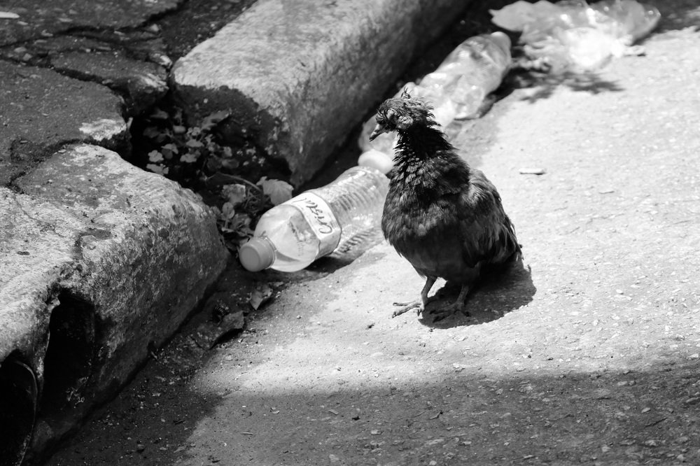 Photograph by Lucimara Rodrigues