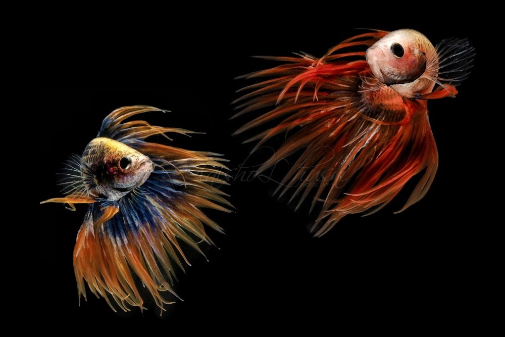 Photograph by Muhammad Faishol Husni