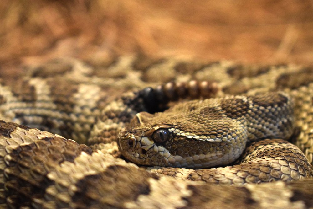 Rattlesnake