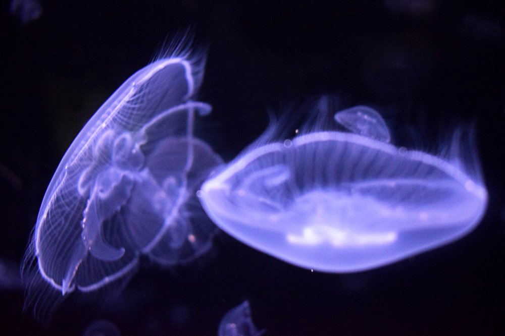 Photograph by Diana Cardenas