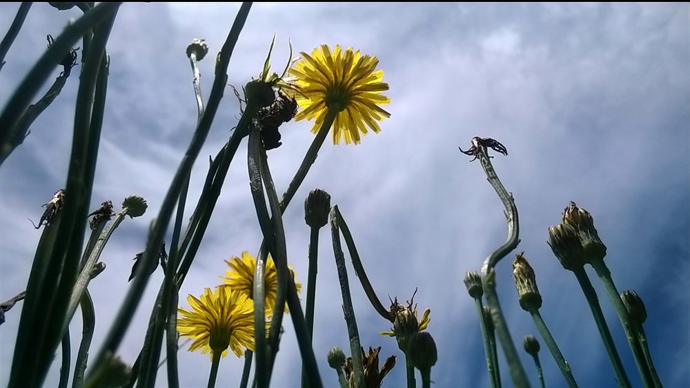 INVASIÓN (INVASION)