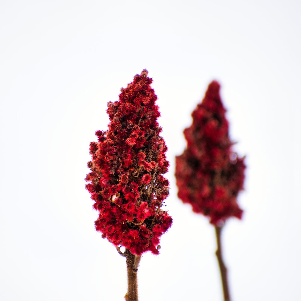 Photograph by Michael Kryvenchuk