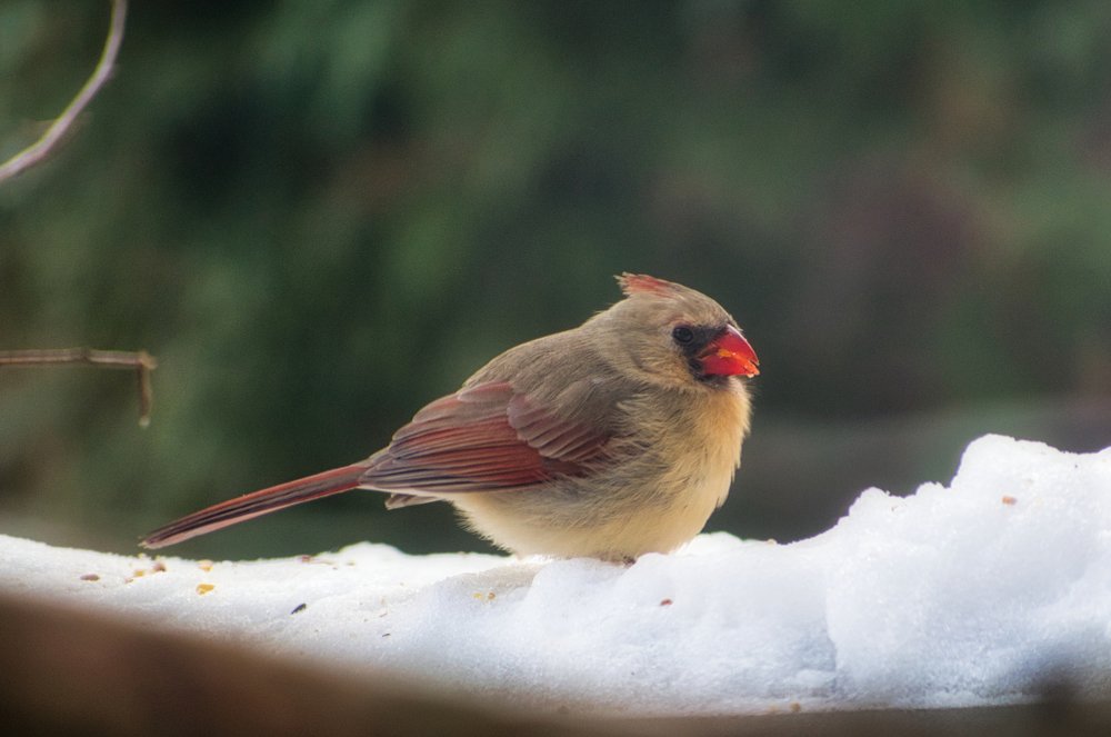 Photograph by Michael Kryvenchuk