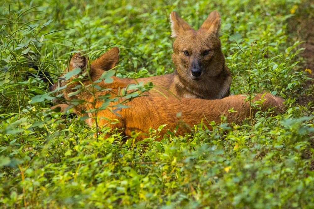 " My Love tale" Wild dog