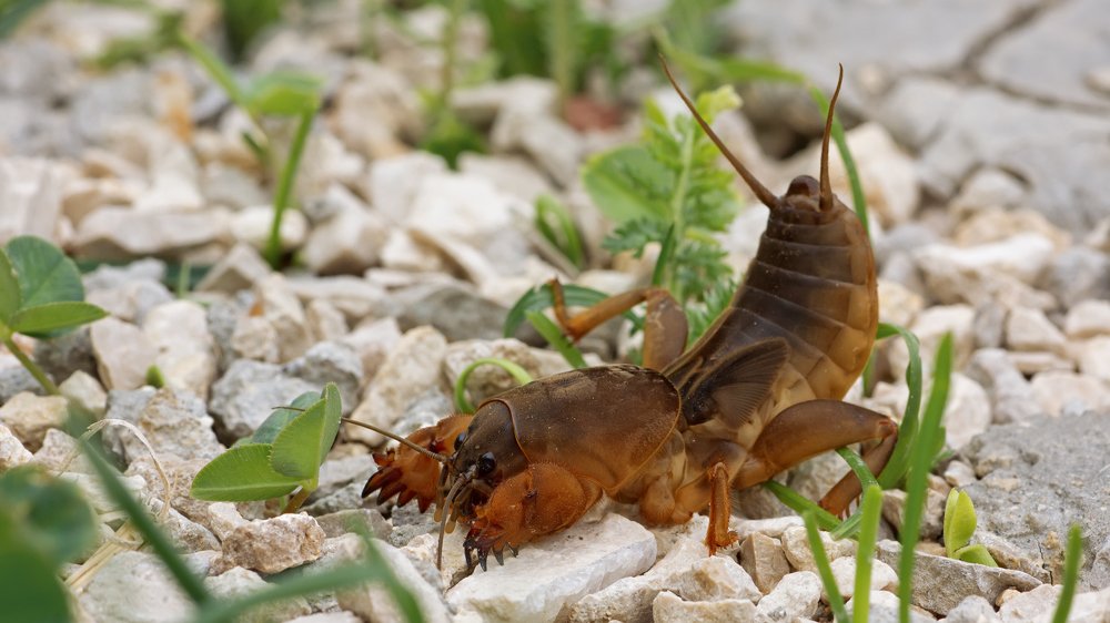 Страшилище