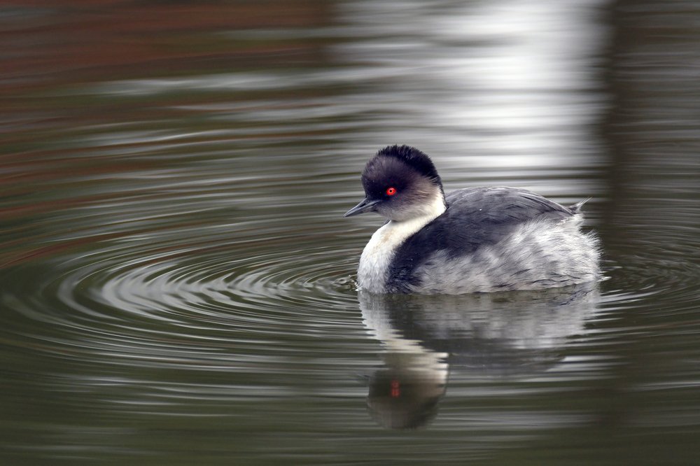 Photograph by SI SABER LOTFI