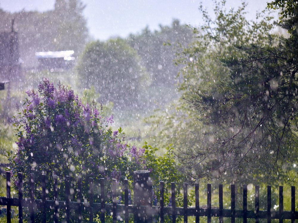 Грибной ливень.