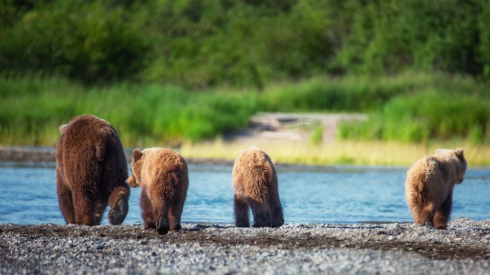 Grizzly Family