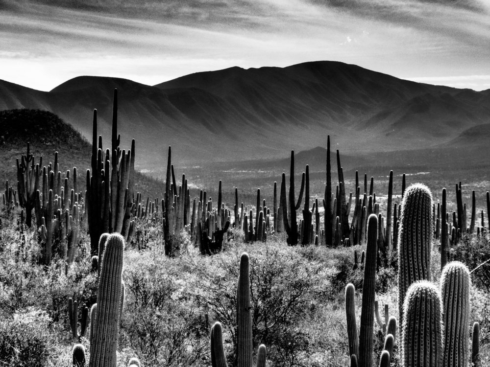 Photograph by Mario Manzano