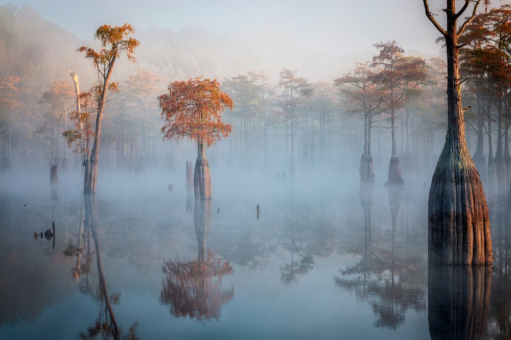Foggy Morning at Cypress Lake
