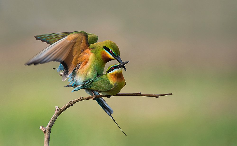 Photograph by Raghavendra Prasad H S
