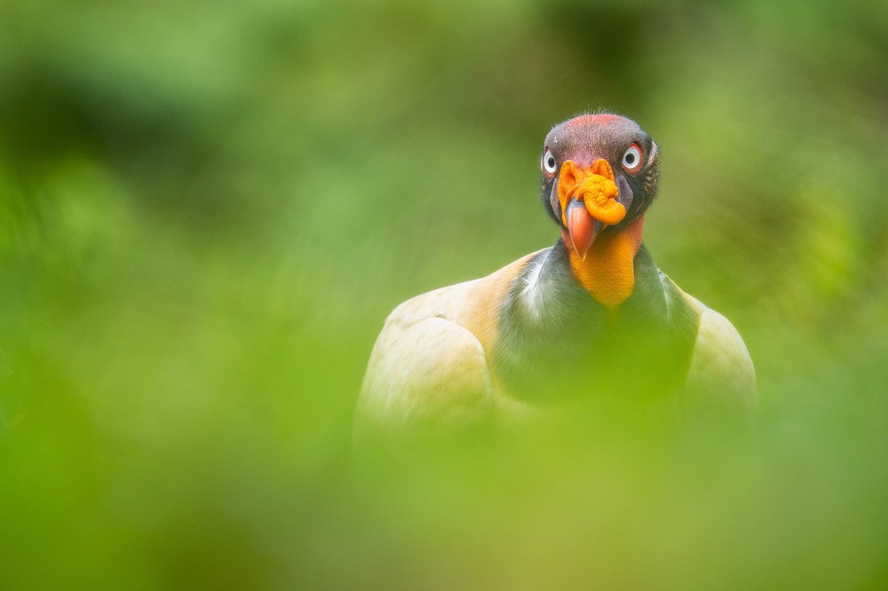 Королевский гриф