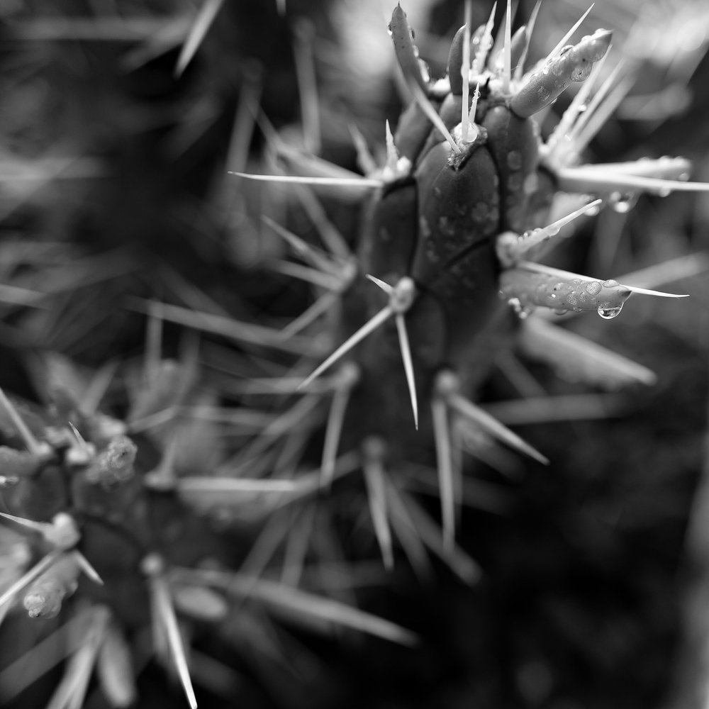 Photograph by Armando Lopez-Guerrero