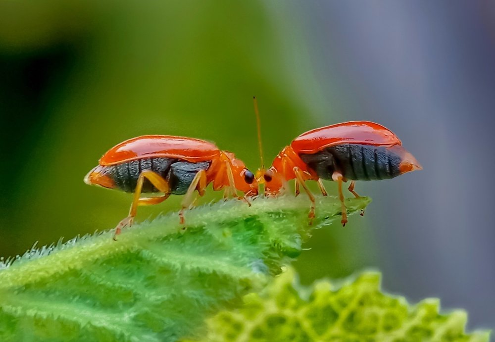 Photograph by UDAY SHANKAR RAKSHIT