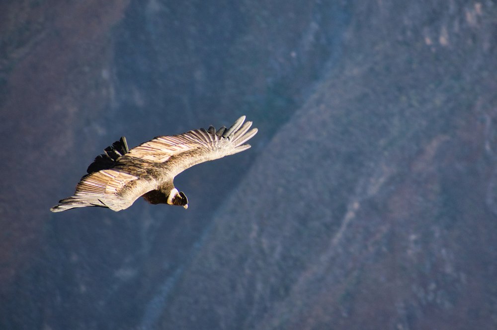 Photograph by Michael Kryvenchuk