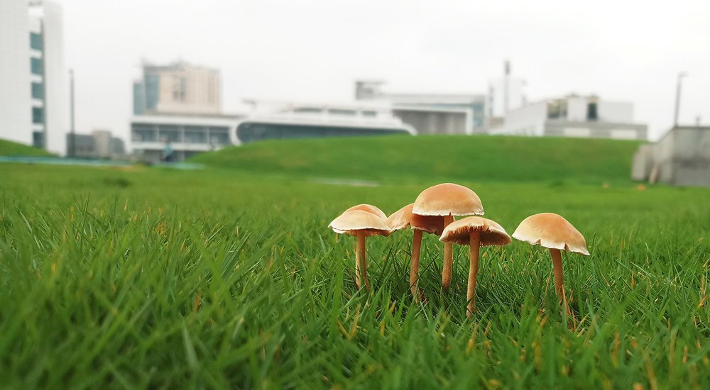 Photograph by Rohit Sinha