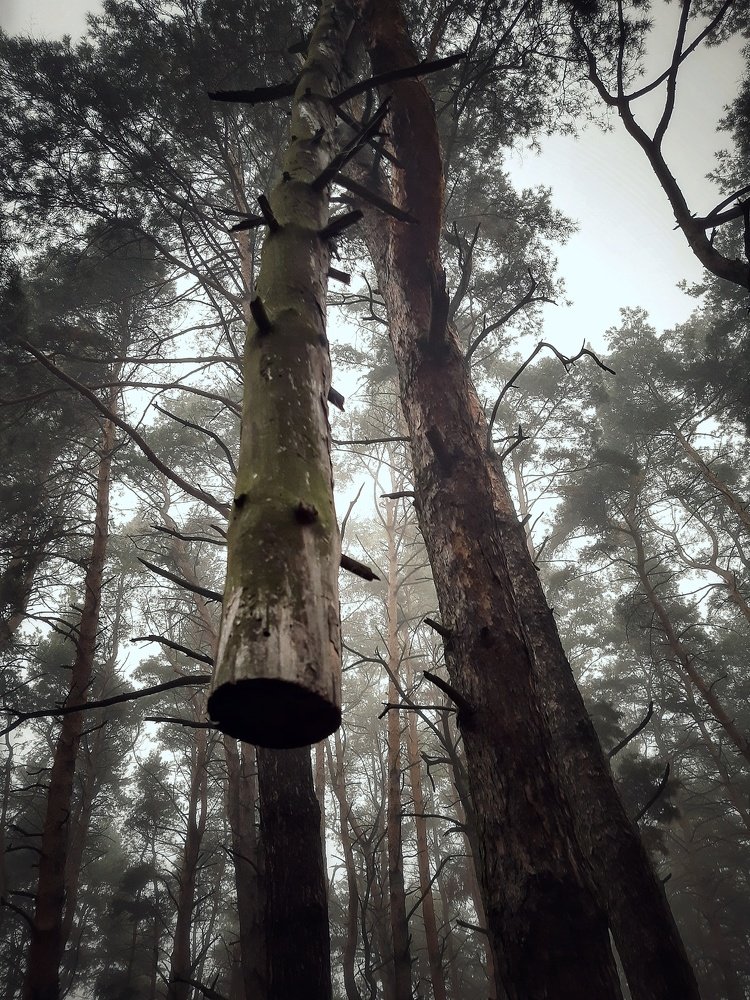 Повисшее дерево