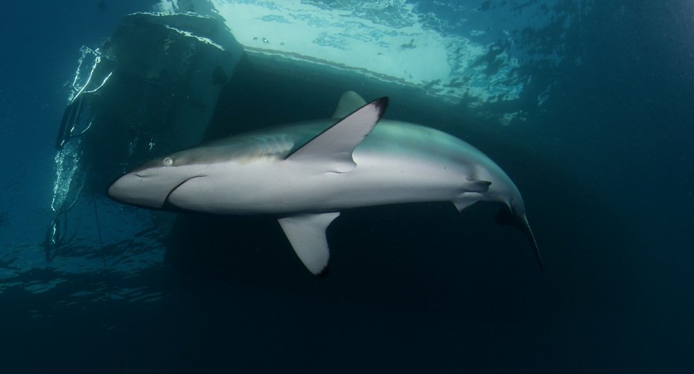 Фотография автора Андрей Крапивной