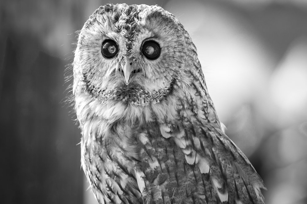 Photograph by Валерий Голубовский