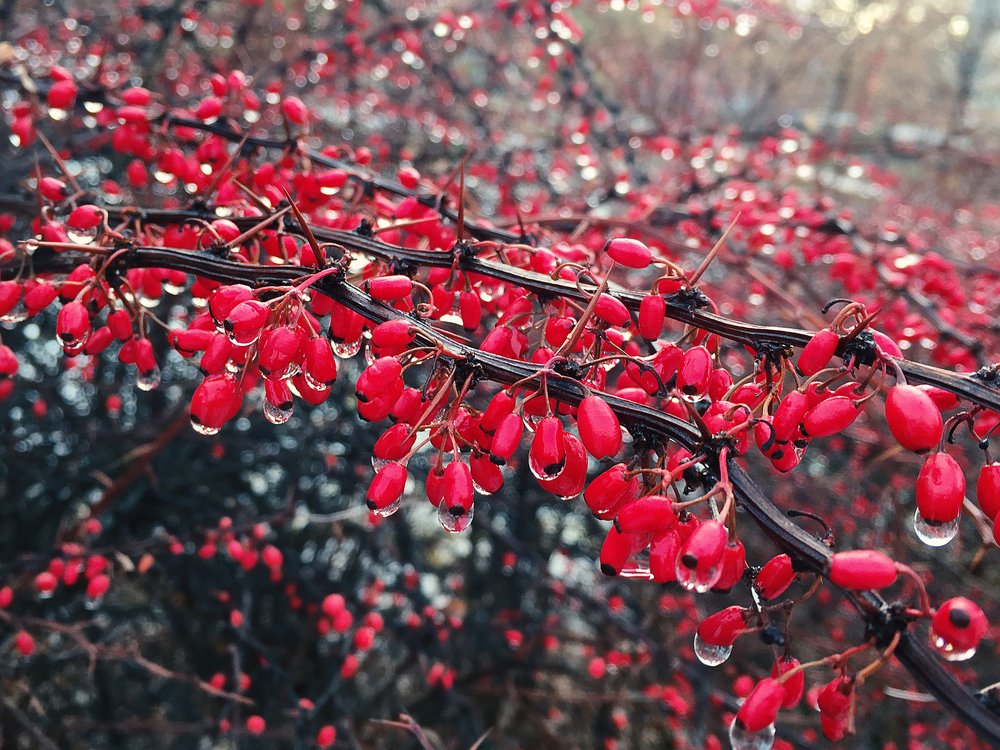 Яркие краски декабря