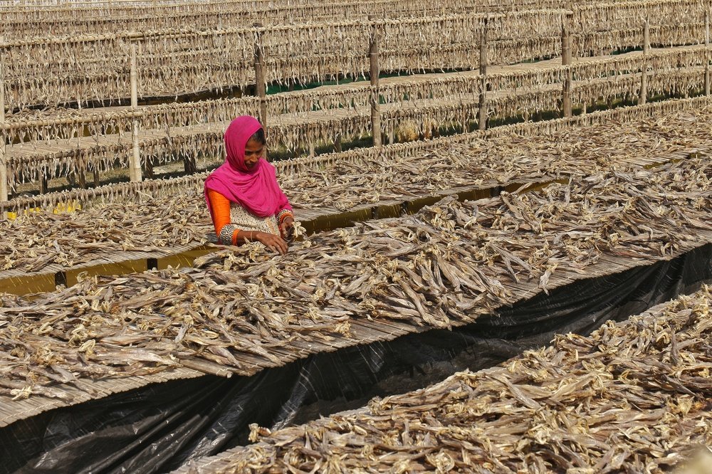 The fish is given in sunshine.