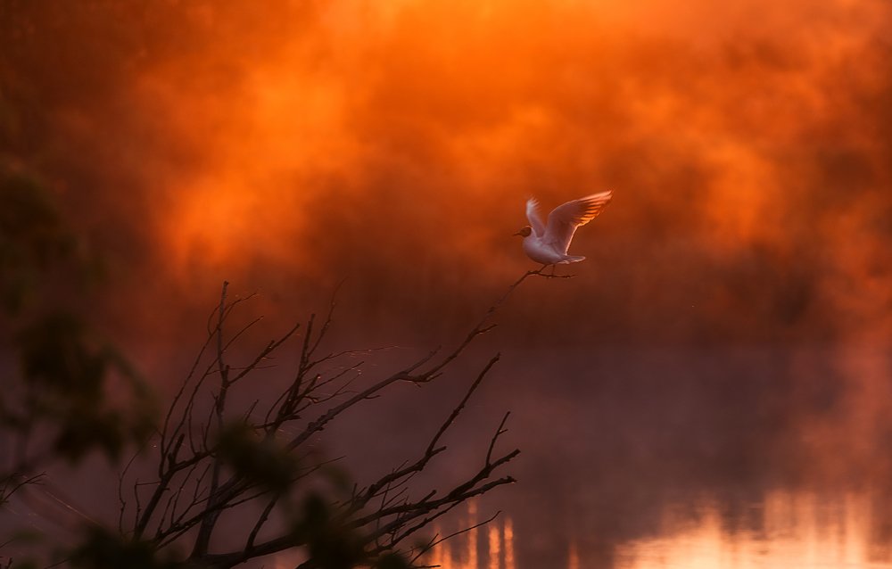 Photograph by Смоляк Максим Дмитриевич