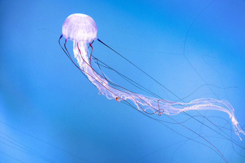 Photograph by Olga Serebryannaya