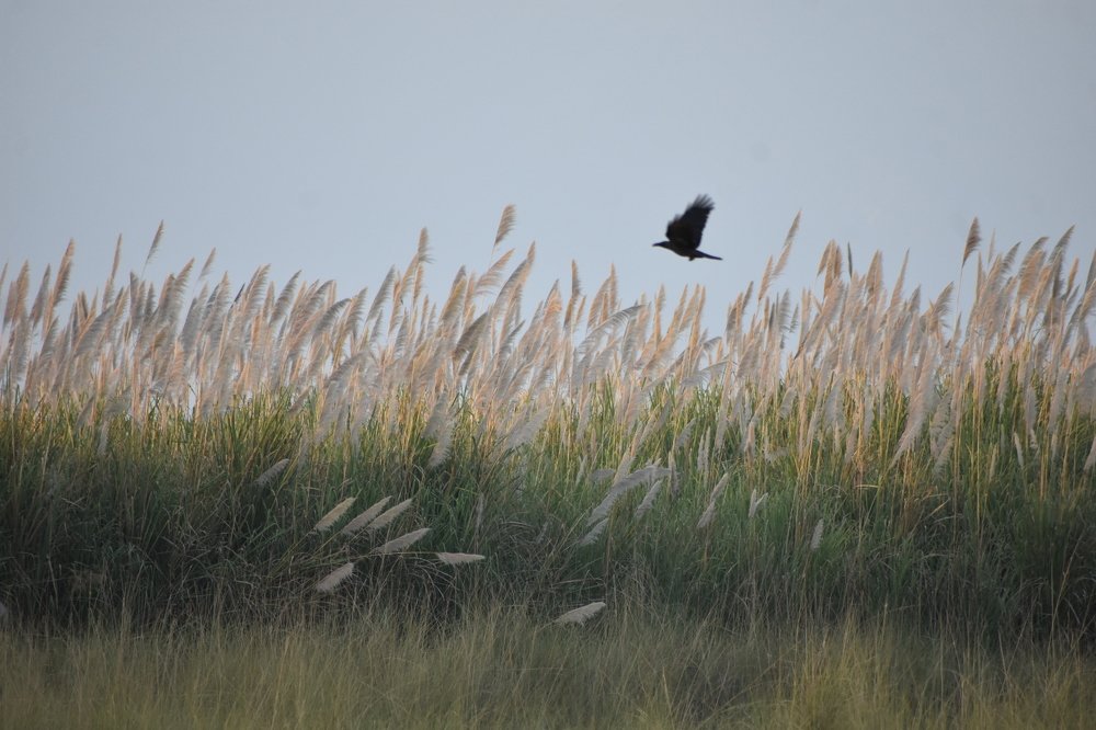 Photograph by Jemni Perme