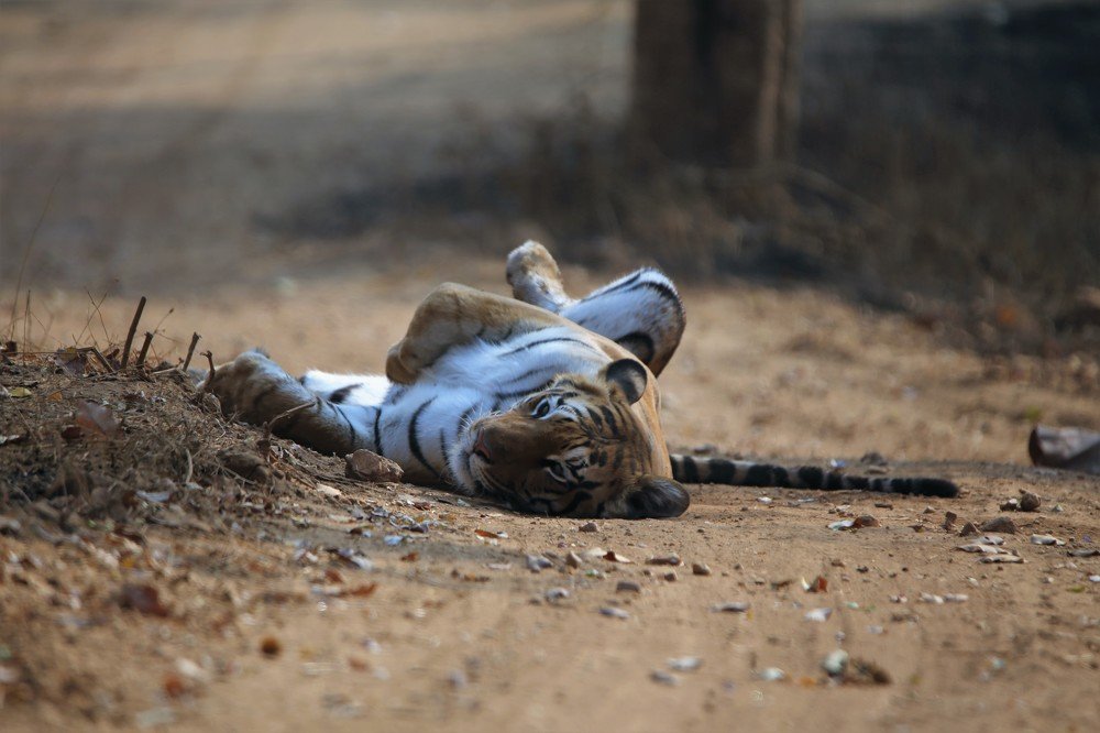 Photograph by Harikumar