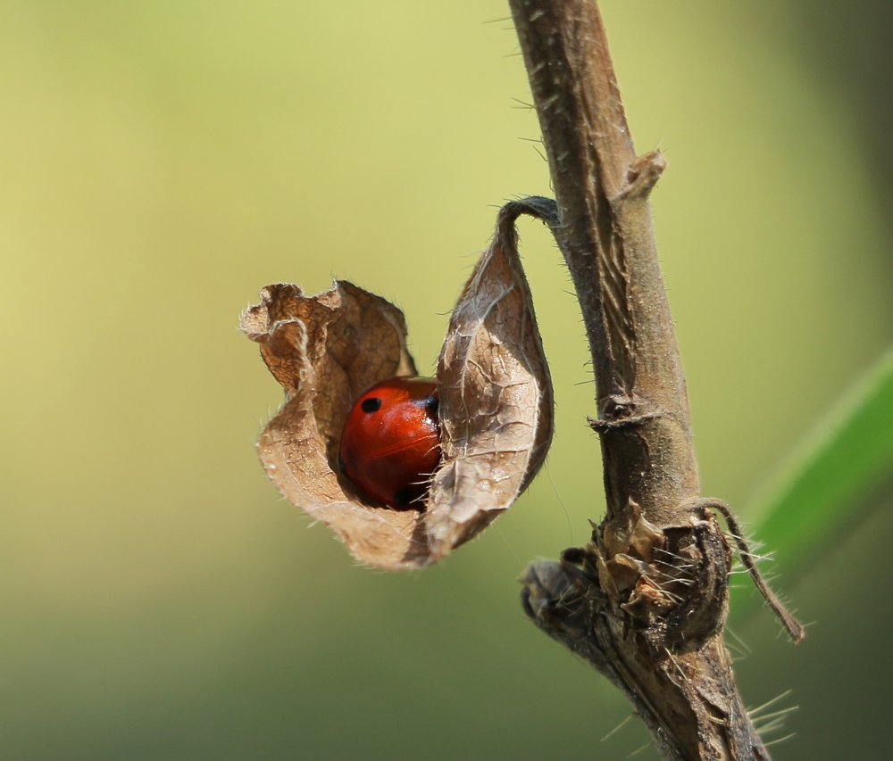 Photograph by Александр Шаварёв