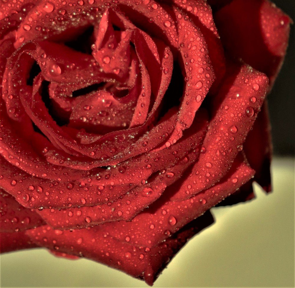 Фотография автора Tomislav Mihelic