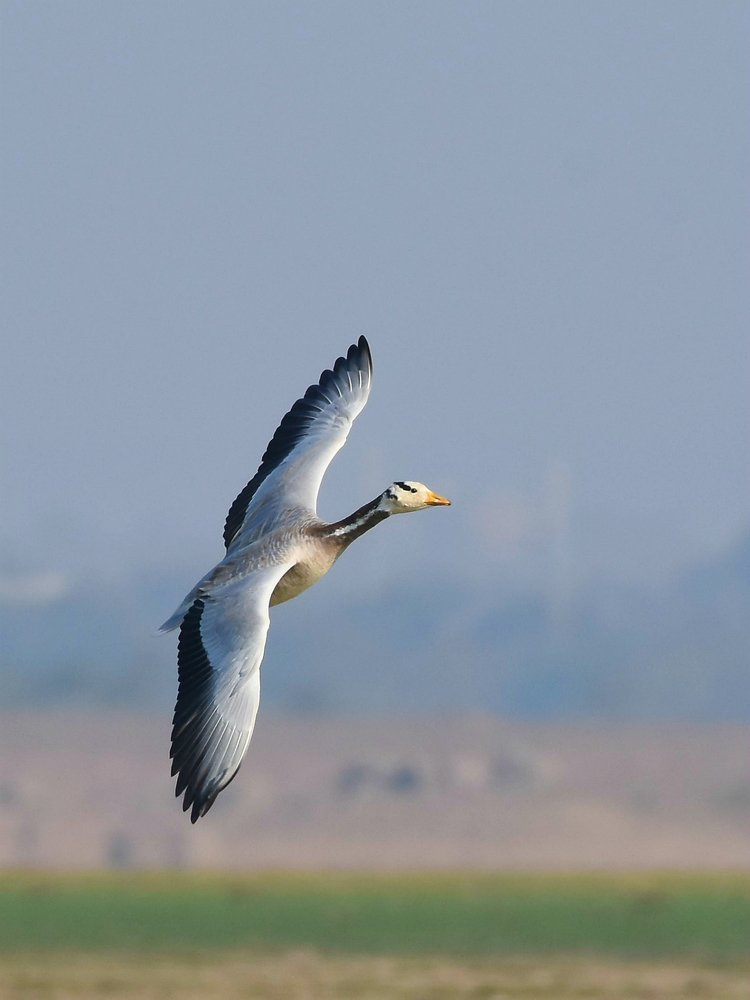 Bar Headed Goose