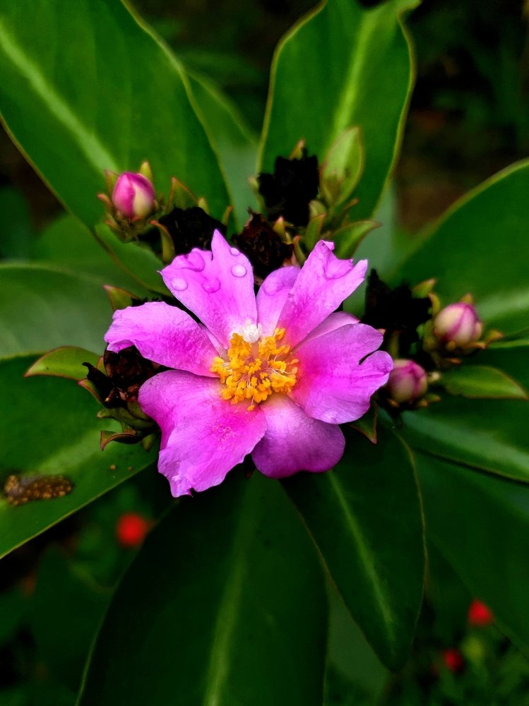 Photograph by AZIRWANNIZAM AJAMAIN