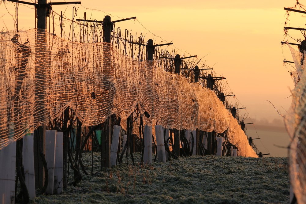 Photograph by Елена Боганова