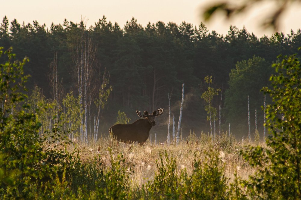 Photograph by Яроцкий Михаил
