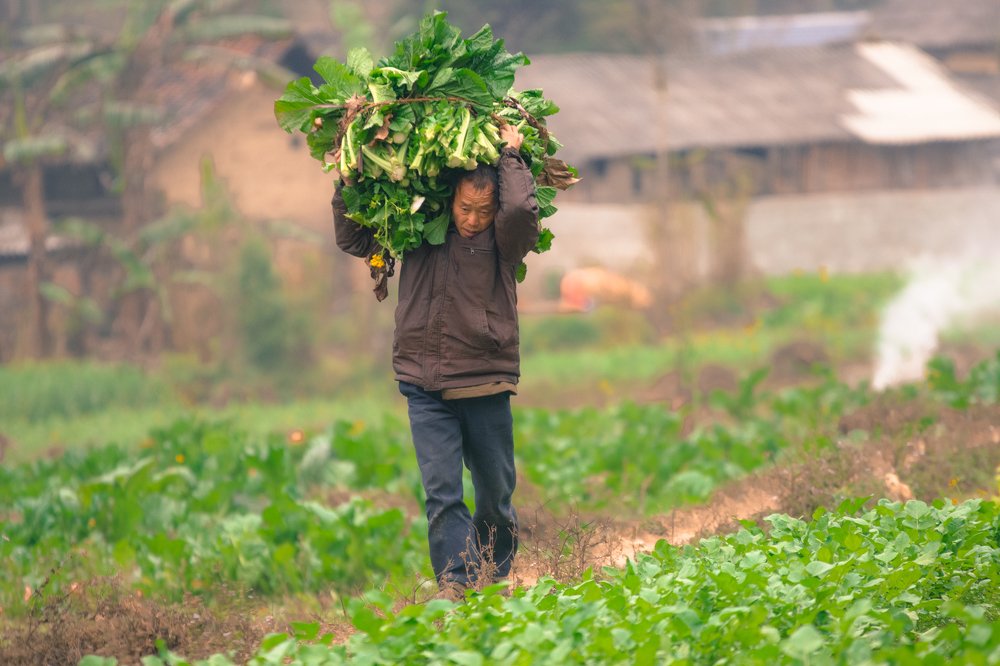 Vegetable farmer