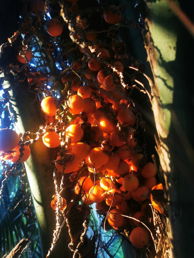 Photograph by Juan Luque