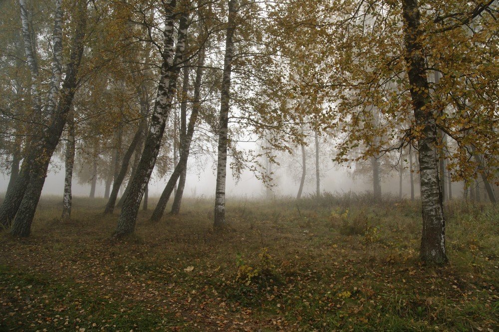 Принесла туманы осень