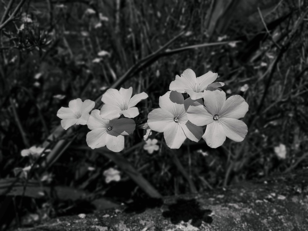 Photograph by Sunil lohiya