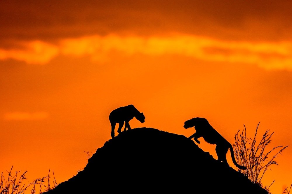 Sibling's Chemistry...